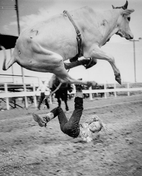 Big Fall from a Brahma Big Fall from a Brahma