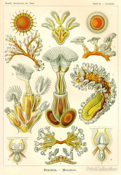 Bryozoa - Scheiben-Strahlinge - Heliodiscus Bryozoa - Scheiben-Strahlinge - Heliodiscus