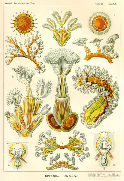Bryozoa - Scheiben-Strahlinge - Heliodiscus Bryozoa - Scheiben-Strahlinge - Heliodiscus