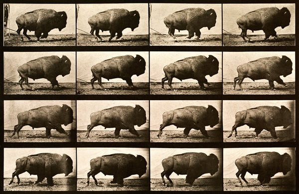 Buffalo Running, Animal Locomotion Plate 700 Buffalo Running, Animal Locomotion Plate 700
