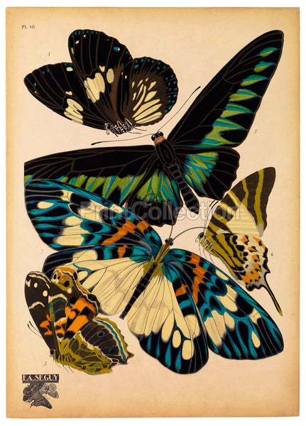 Butterflies Plate 10, E.A. Seguy Butterflies Plate 10, E.A. Seguy