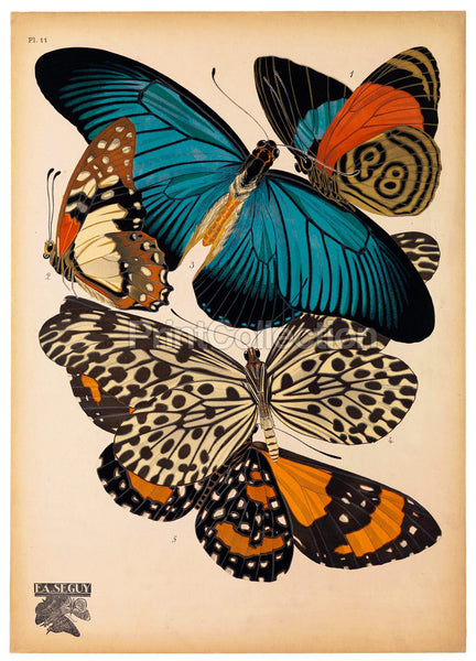 Butterflies Plate 11 E.A. Seguy Butterflies Plate 11 E.A. Seguy