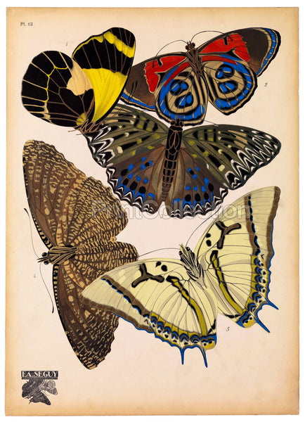 Butterflies Plate 12, E.A. Seguy Butterflies Plate 12, E.A. Seguy