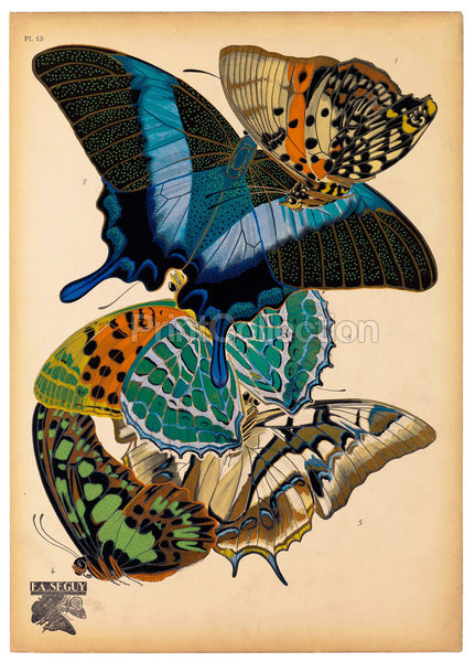 Butterflies Plate 13, E.A. Seguy Butterflies Plate 13, E.A. Seguy