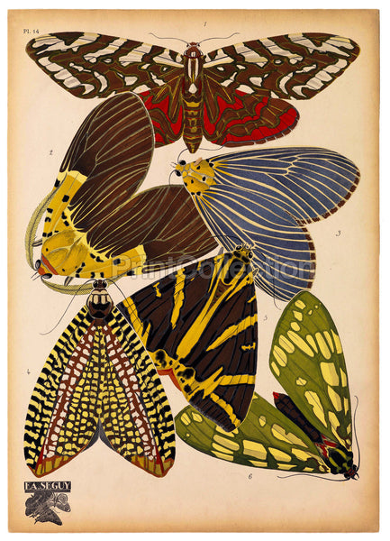 Butterflies Plate 14, E.A. Seguy Butterflies Plate 14, E.A. Seguy