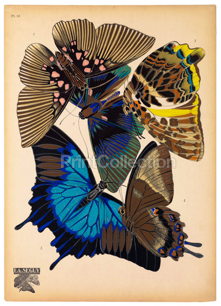 Butterflies Plate 16, E.A. Seguy Butterflies Plate 16, E.A. Seguy