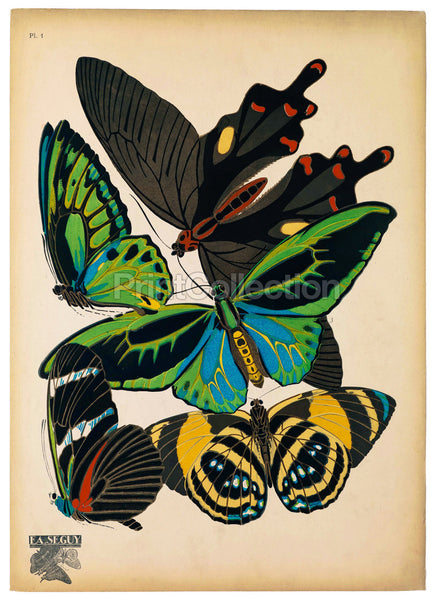 Butterflies Plate 1, E.A. Seguy Butterflies Plate 1, E.A. Seguy