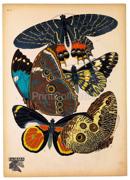 Butterflies Plate 2, E.A. Seguy Butterflies Plate 2, E.A. Seguy