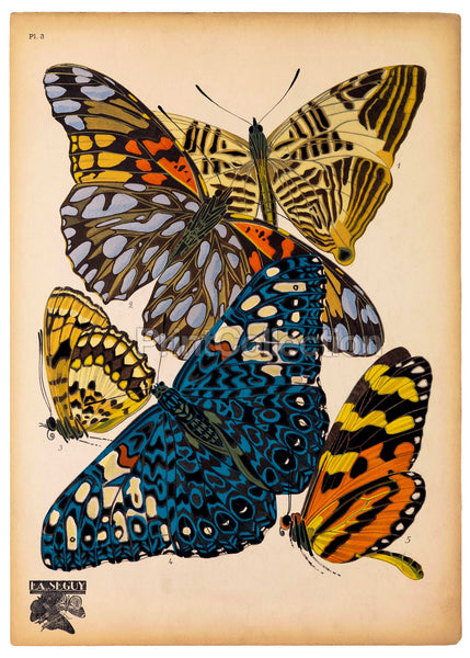 Butterflies Plate 3, E.A. Seguy Butterflies Plate 3, E.A. Seguy