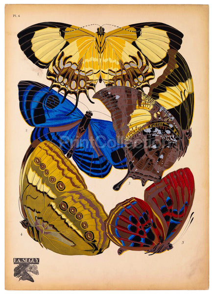 Butterflies Plate 4, E.A. Seguy Butterflies Plate 4, E.A. Seguy