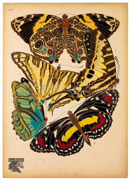 Butterflies Plate 5, E.A. Seguy Butterflies Plate 5, E.A. Seguy
