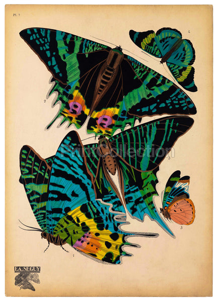 Butterflies Plate 7, E.A. Seguy Butterflies Plate 7, E.A. Seguy