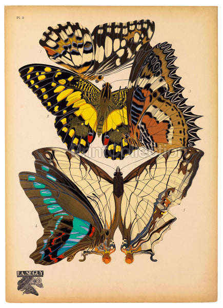 Butterflies Plate 9, E.A. Seguy Butterflies Plate 9, E.A. Seguy