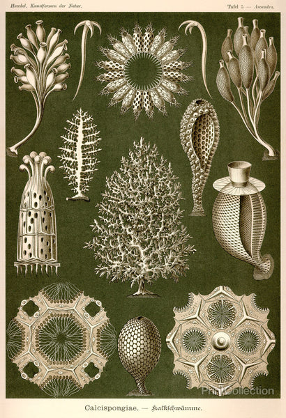Calcispongiae Calcispongiae