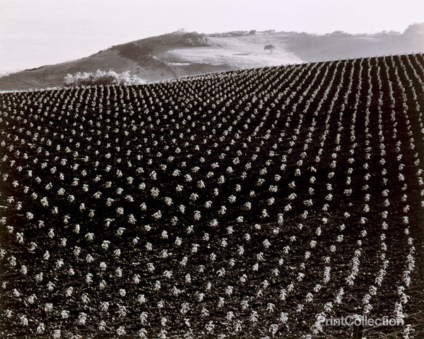 California Tomato Field California Tomato Field