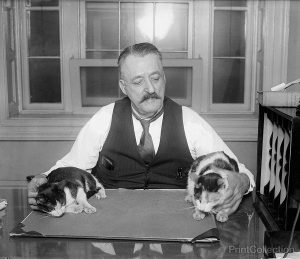 Capitol Cats Capitol Cats