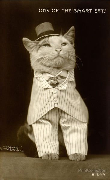 Cat Dressed to the Nines Cat Dressed to the Nines