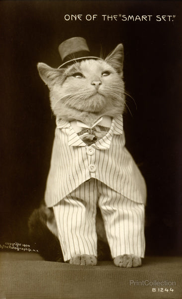 Cat Dressed to the Nines Cat Dressed to the Nines