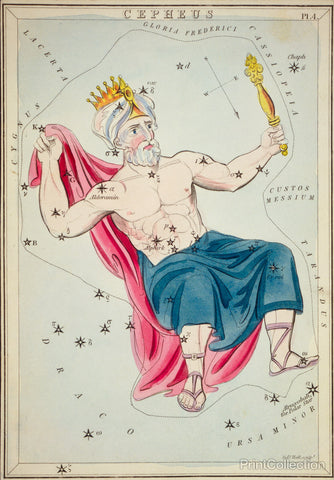 Cepheus Cepheus