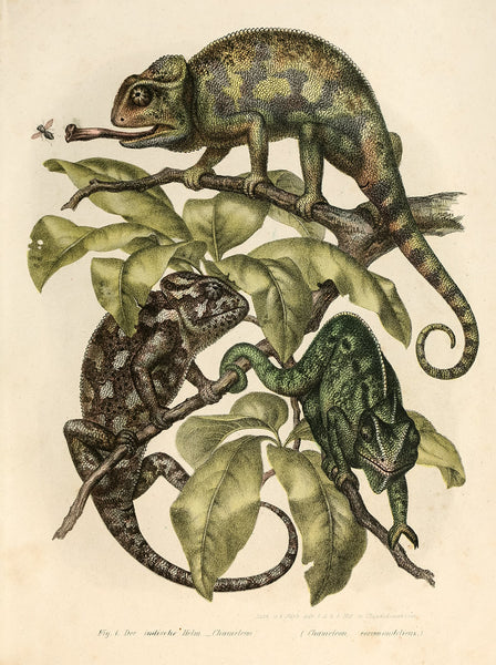 Chameleons Chameleons