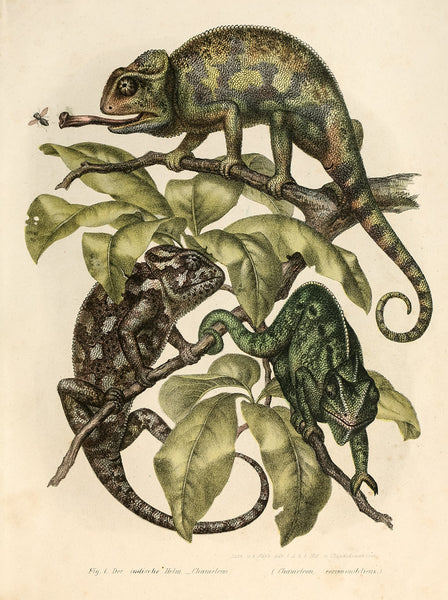 Chameleons Chameleons