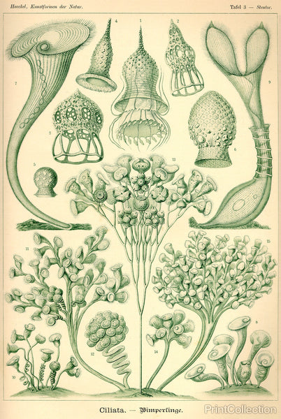 Ciliata - Scheiben-Strahlinge - Heliodiscus Ciliata - Scheiben-Strahlinge - Heliodiscus