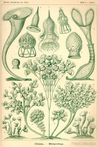 Ciliata - Scheiben-Strahlinge - Heliodiscus Ciliata - Scheiben-Strahlinge - Heliodiscus