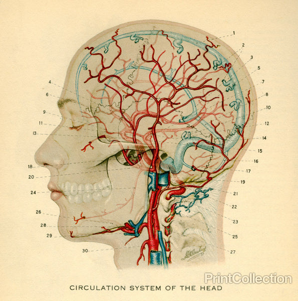 Circulation System of the Head Circulation System of the Head