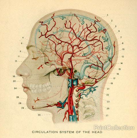 Circulation System of the Head Circulation System of the Head