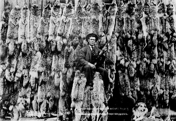 Coyotes Caught by Ranger McEntire of Malheur National Forest Coyotes Caught by Ranger McEntire of Malheur National Forest