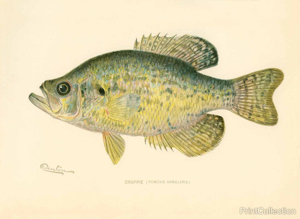 Crappie Crappie