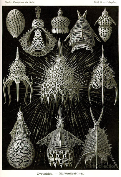 Cyrtoidea - Scheiben-Strahlinge - Heliodiscus Cyrtoidea - Scheiben-Strahlinge - Heliodiscus