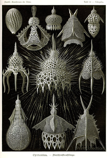 Cyrtoidea - Scheiben-Strahlinge - Heliodiscus Cyrtoidea - Scheiben-Strahlinge - Heliodiscus
