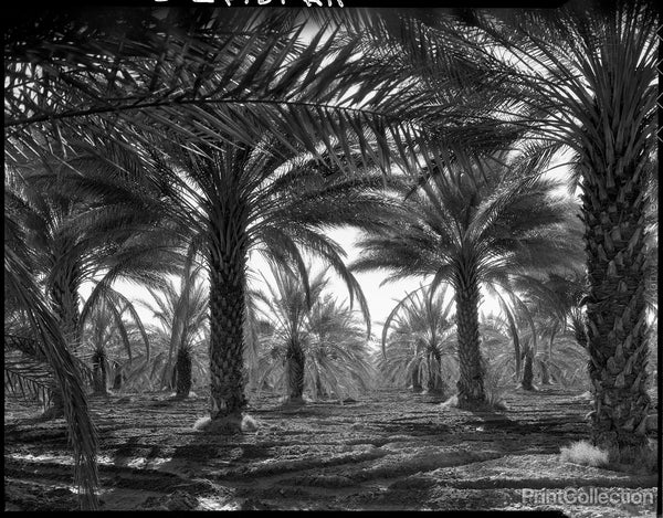 Date Palms. Coachella Valley, California Date Palms. Coachella Valley, California