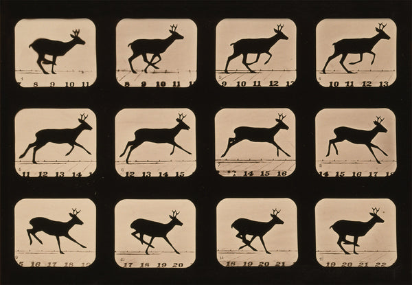Deer Running, Animal Locomotion Deer Running, Animal Locomotion