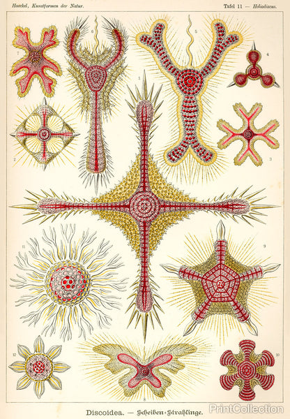 Discoidea - Scheiben-Strahlinge - Heliodiscus Discoidea - Scheiben-Strahlinge - Heliodiscus