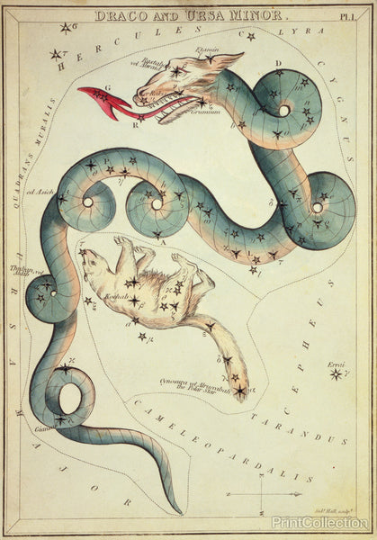 Draco and Ursa Minor Draco and Ursa Minor