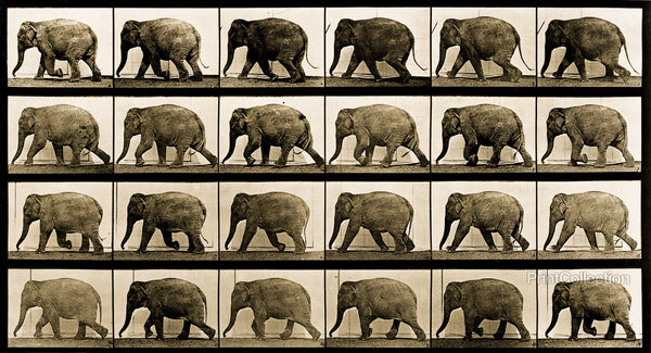 Elephant Animal Locomotion Elephant Animal Locomotion