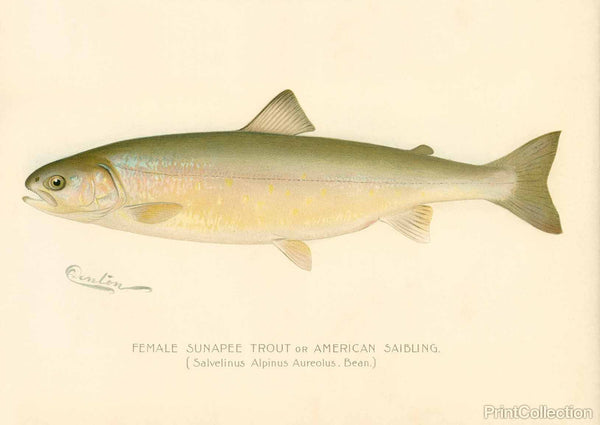 Female Sunapee Trout Female Sunapee Trout