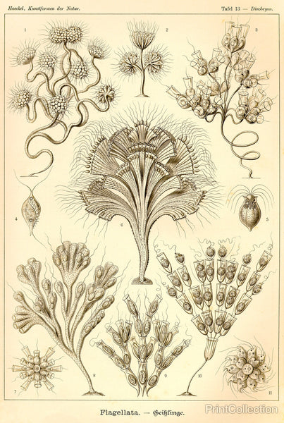 Flagellata - Scheiben-Strahlinge - Heliodiscus Flagellata - Scheiben-Strahlinge - Heliodiscus