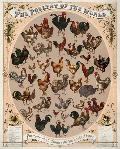 Fowl Portraits Fowl Portraits