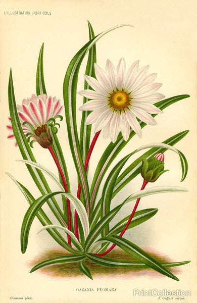 Gazania pygmaea Gazania pygmaea