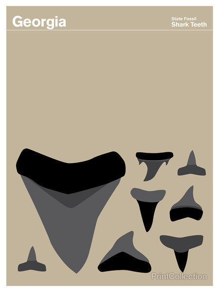 Georgia Shark Teeth Georgia Shark Teeth