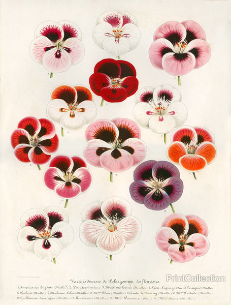 Geranium Varieties Geranium Varieties