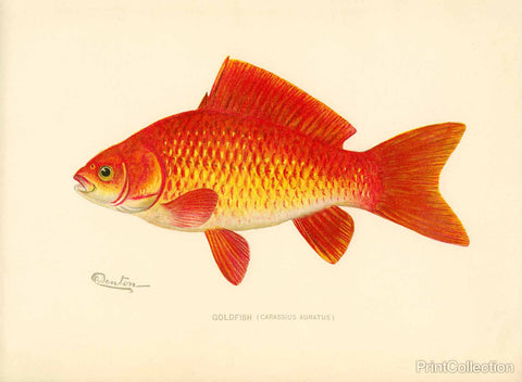 Goldfish Goldfish