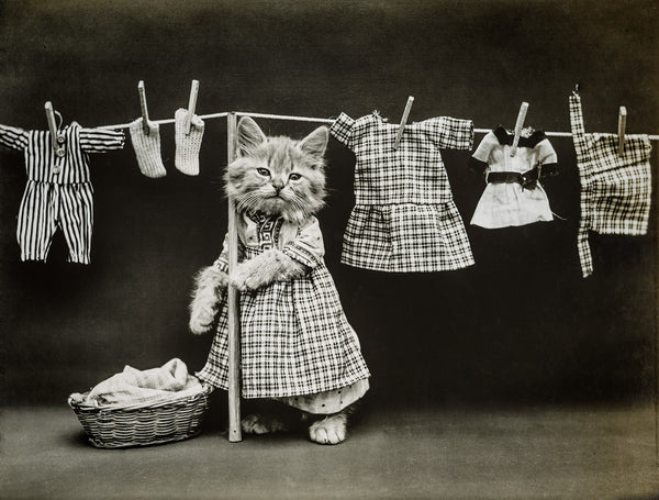 Hanging Up The Wash, with Cats Hanging Up The Wash, with Cats