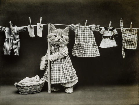 Hanging Up The Wash, with Cats Hanging Up The Wash, with Cats