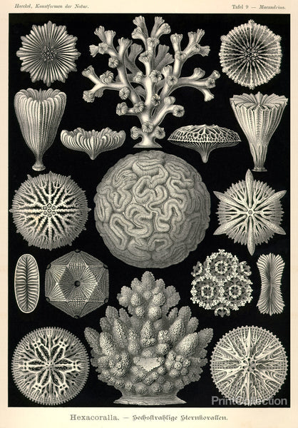 Hexacoralla Hexacoralla