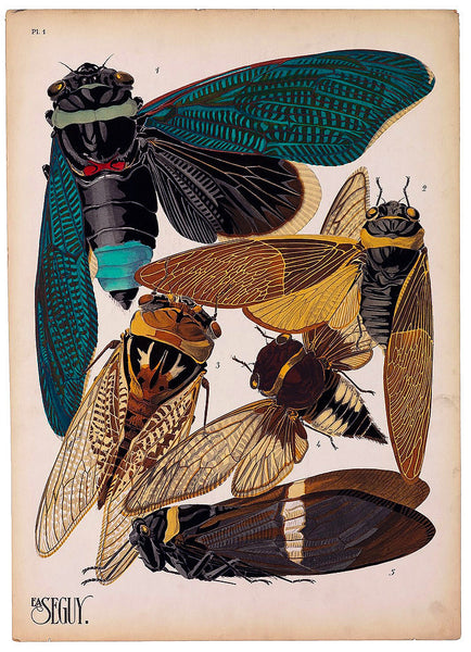 Insects, Plate 1 by E.A. Seguy Insects, Plate 1 by E.A. Seguy
