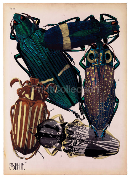 Insects, Plate 13 by E.A. Seguy Insects, Plate 13 by E.A. Seguy